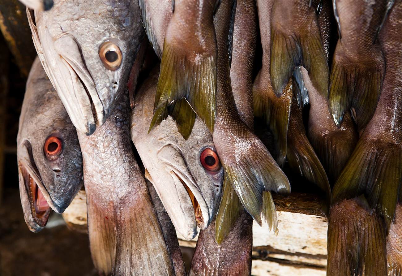 Pescados colgados en el mercado de Ensenada